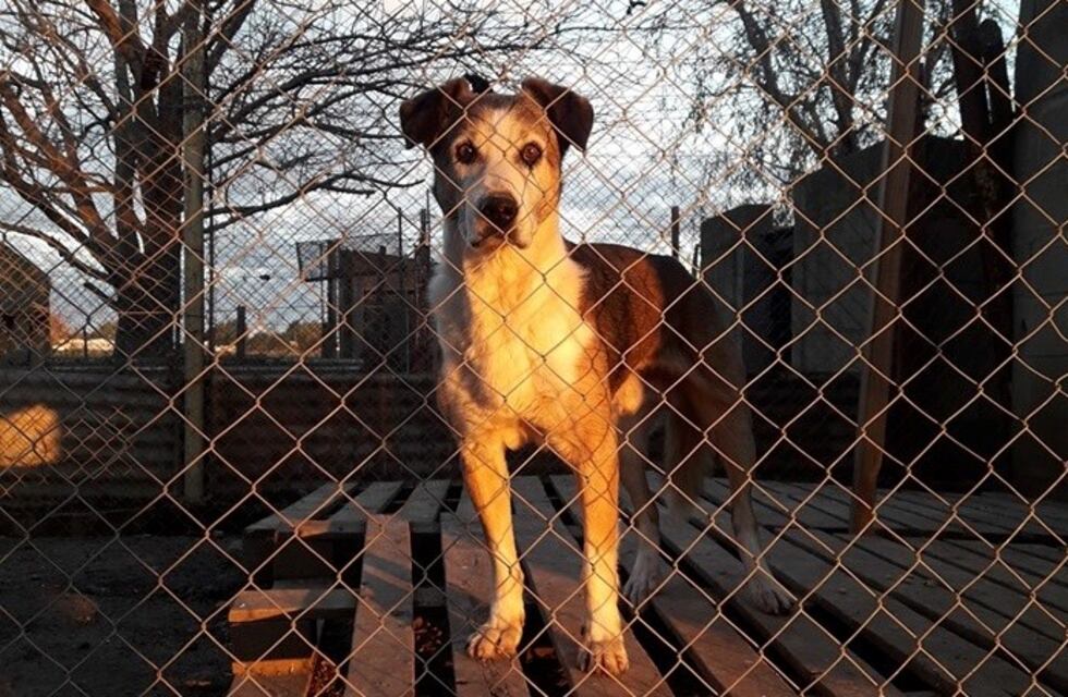 La Comuna de Chabás ofrece exención de impuestos a quienes adopten perros