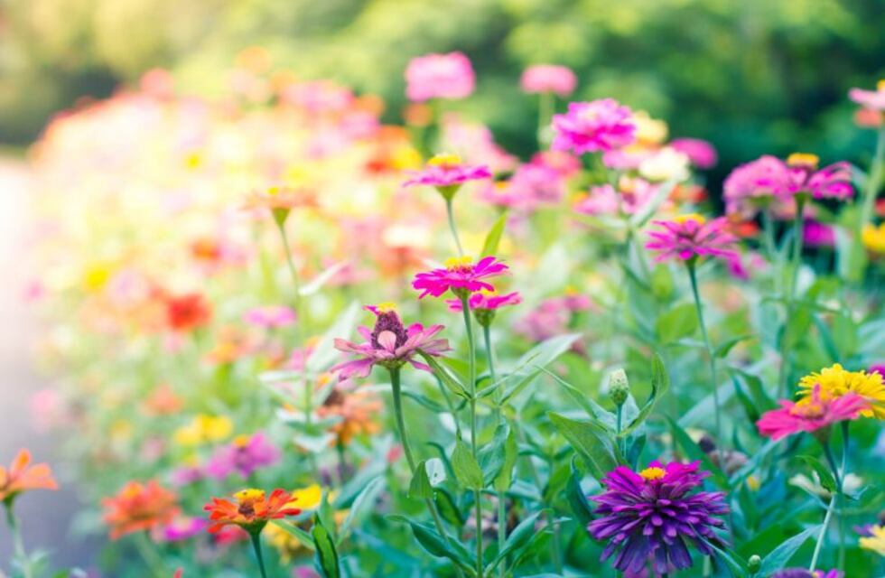 ¿Cuáles son las semillas que darán vida a tu jardín?