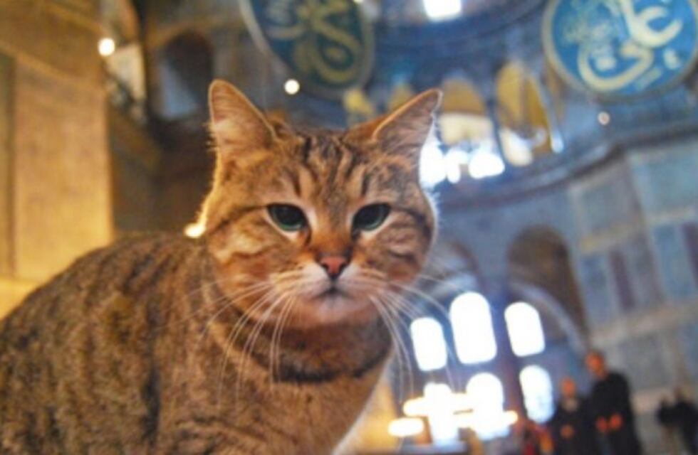 Murió Gli, la famosa gata de la mezquita de Santa Sofía de Estambul