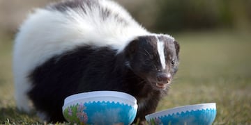 Un grupo de zorrinos persiguieron a una pareja de turistas en Neuquén (Ilustrativa).