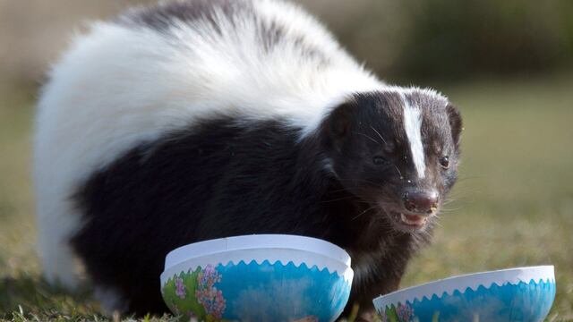 Un grupo de zorrinos persiguieron a una pareja de turistas en Neuquén (Ilustrativa).