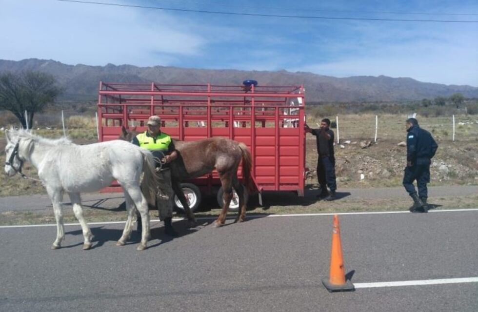 La Policía de San Luis secuestró cinco caballos sueltos en la ruta