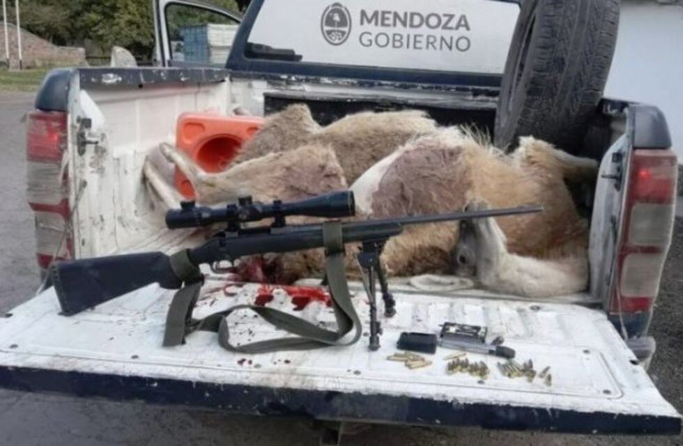 Detuvieron a dos cazadores con dos guanacos muertos