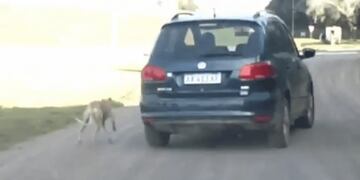 Polémica por un video de un supuesto maltrato animal en donde un perro va atado a un auto