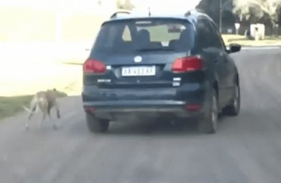 Polémica por un video de un supuesto maltrato animal en donde un perro va atado a un auto