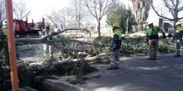 Hubo caída de árboles en el valle de Uco por el viento Zonda\u002E