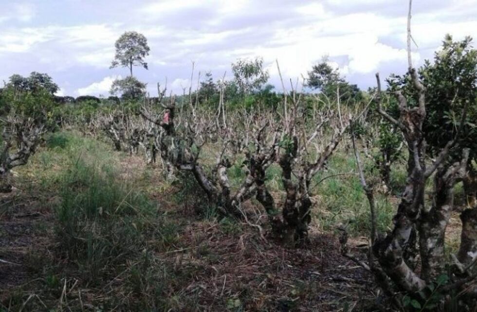 Robó Yerba a un vecino, se la vendió a otro y fue detenido