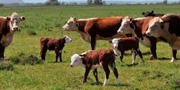 Chile importará genética bovina de la patagonia Argentina
