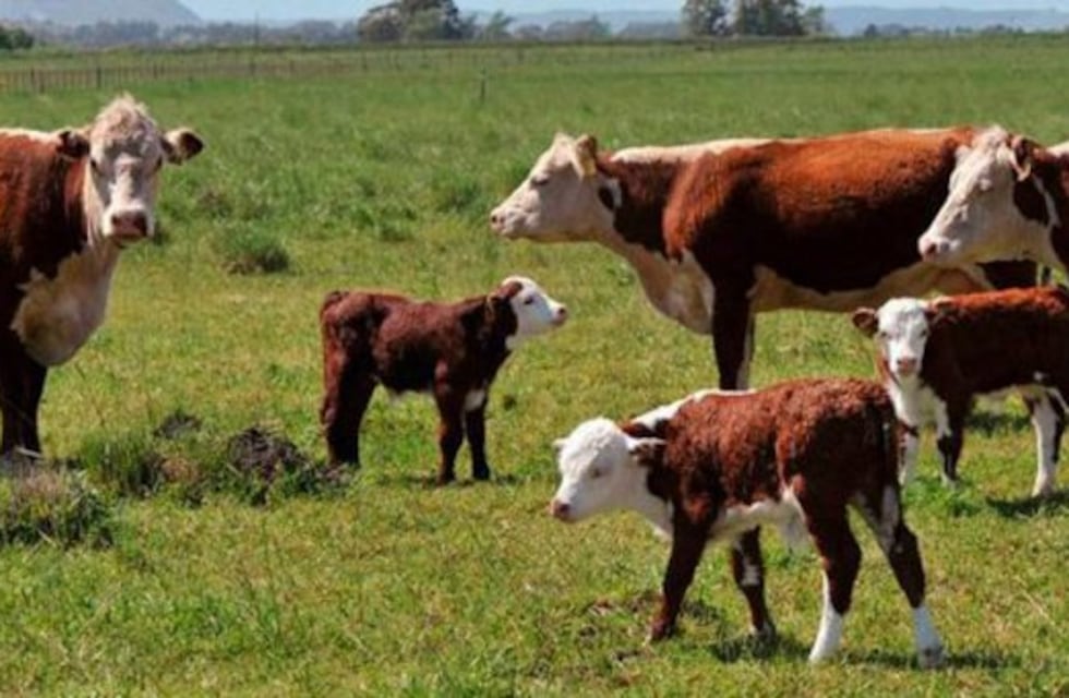 Tras la extraña aparición de vacas mutiladas responsabilizan a un voraz ratón