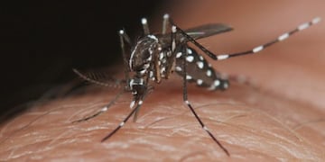 Dengue\u002E