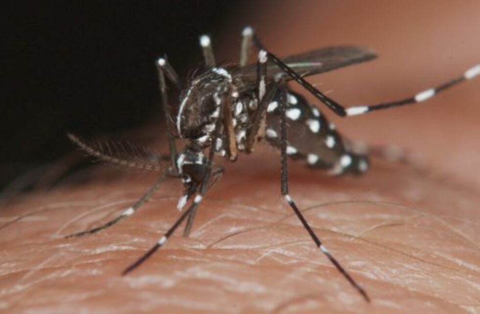 Aseguran que el mosquito del dengue mutó para sobrevivir al frío