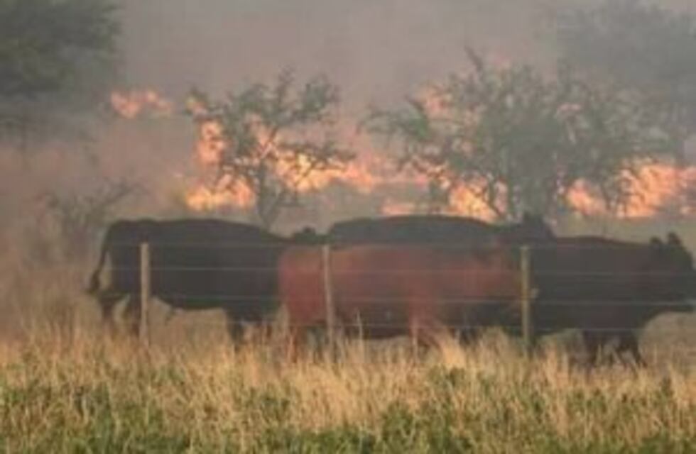 Casi dos millones de hectáreas de campos fueron destruídas por el fuego desde noviembre