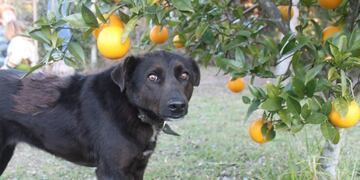 Veterinarios de la UNLP ofrecen a los pacientes con Covid-19 testear a sus mascotas (Web)