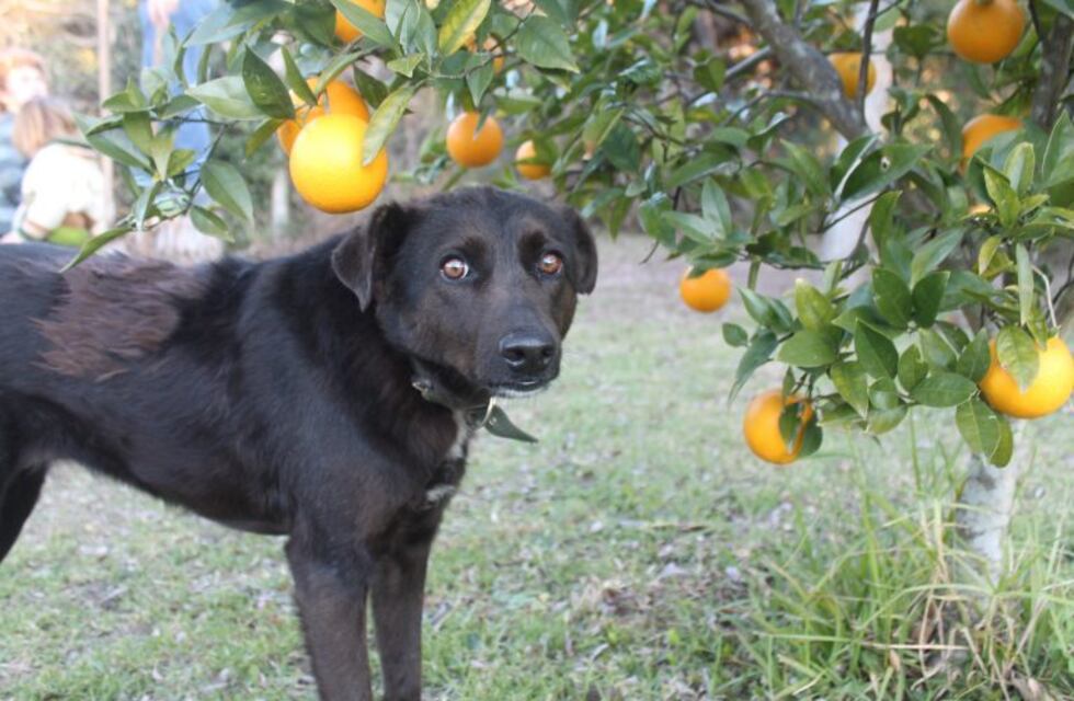En La Plata, testean a mascotas de pacientes con Covid-19