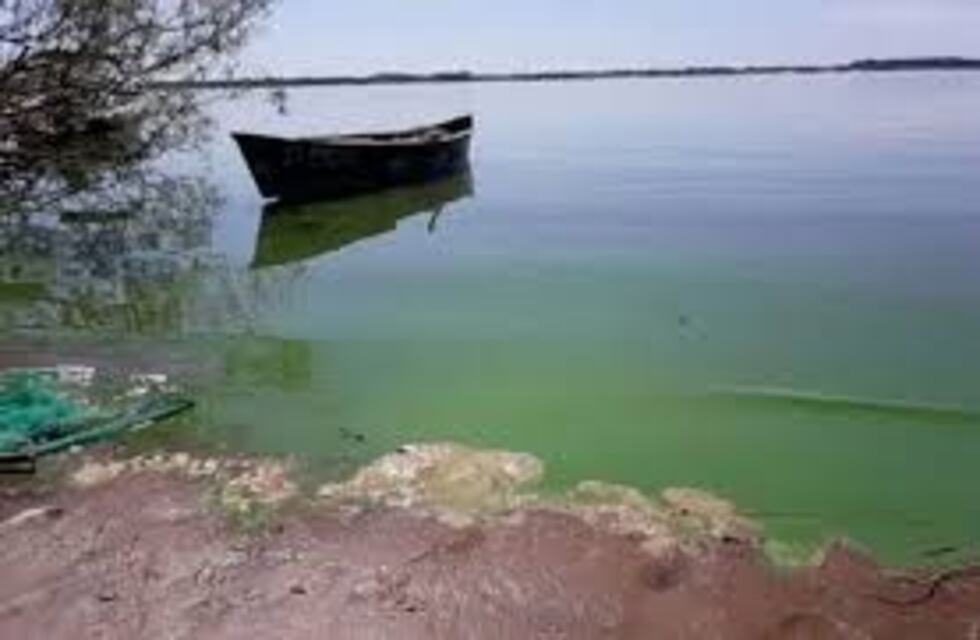 Algas potencialmente tóxicas invaden aguas del río Paraná, por la bajante