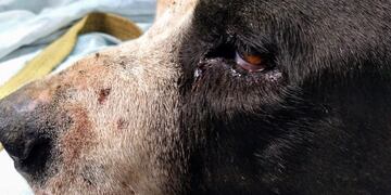 El animal fue fotografiado por una protectora de la capital\u002E (Facebook)