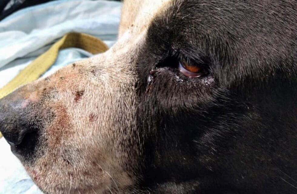 Imágenes sensibles: un perro murió abandonado y con aberrantes quemaduras