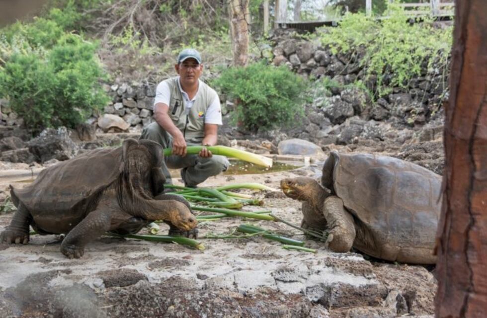 Robaron 123 tortugas gigantes en un criadero científico