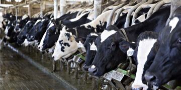 Asistencia a tamberos para palear la crisis del sector\u002E