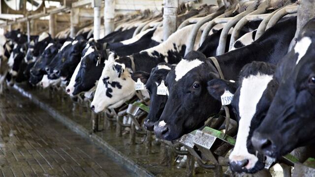 Cows stand in the milking parlour at the Lake Breeze Dairy farm in Malone, Wisconsin, U.S., on Tuesday, May 31, 2016. Donald Trump's proposal to deport undocumented immigrants and wall off the southern U.S. border has created an unexpected bastion of resi