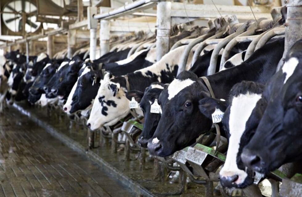 Los tambos reciben $5 por litro y aseguran que no logran cerrar el costo de producción