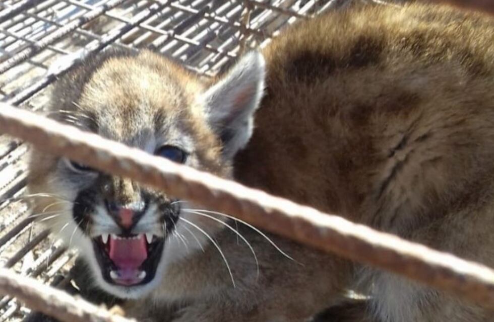 Rescataron un cachorro de puma en el Este mendocino