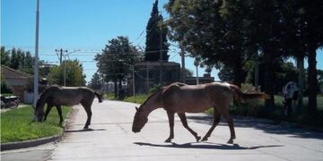 Multas por animales sueltos