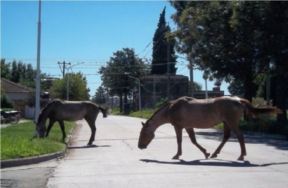Comenzarán a regir multas para las personas que dejen a sus caballos o animales sueltos