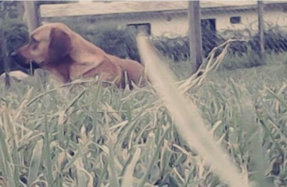 El agresor del perro Bunky, denunciado penalmente