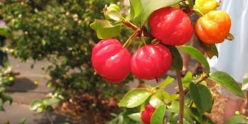 Pitanga fruta de Misiones y de la región que ingresó al Código Alimentario\u002E (Dr Yuyo)