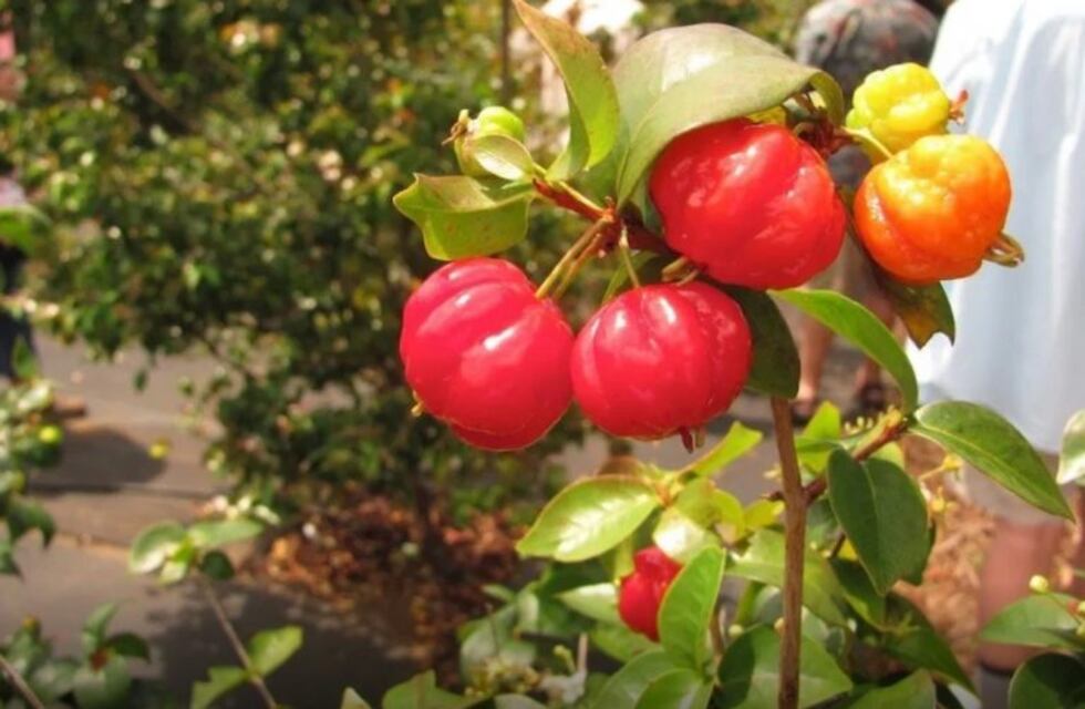 La Pitanga, una fruta de Misiones, se agrega a la mesa de los argentinos