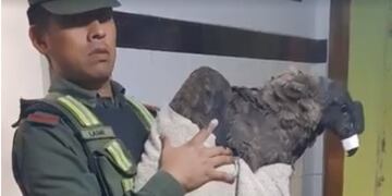 Animales recuperados