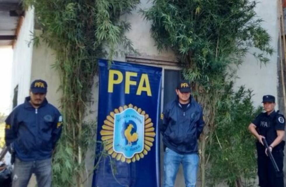 Detuvieron a un hombre que tenía plantas de marihuana de casi cuatro metros de altura