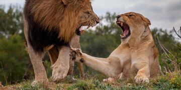 Elefantes en Kruger Park (Web)