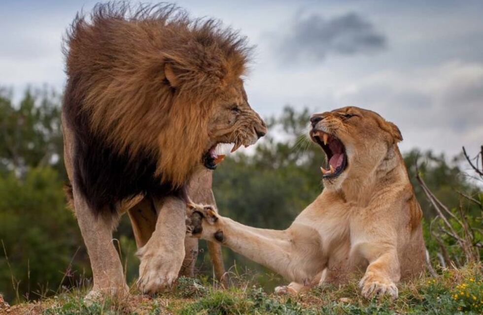 Cazador cazado: buscaba a un rinoceronte, murió aplastado por un elefante y luego fue devorado por los leones