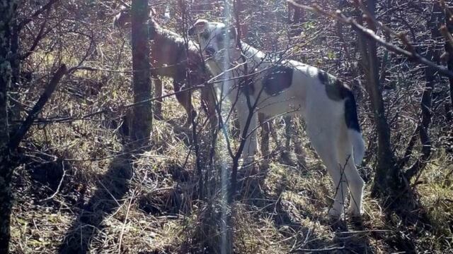 El Chaltén: se registró un nuevo ataque a huemul