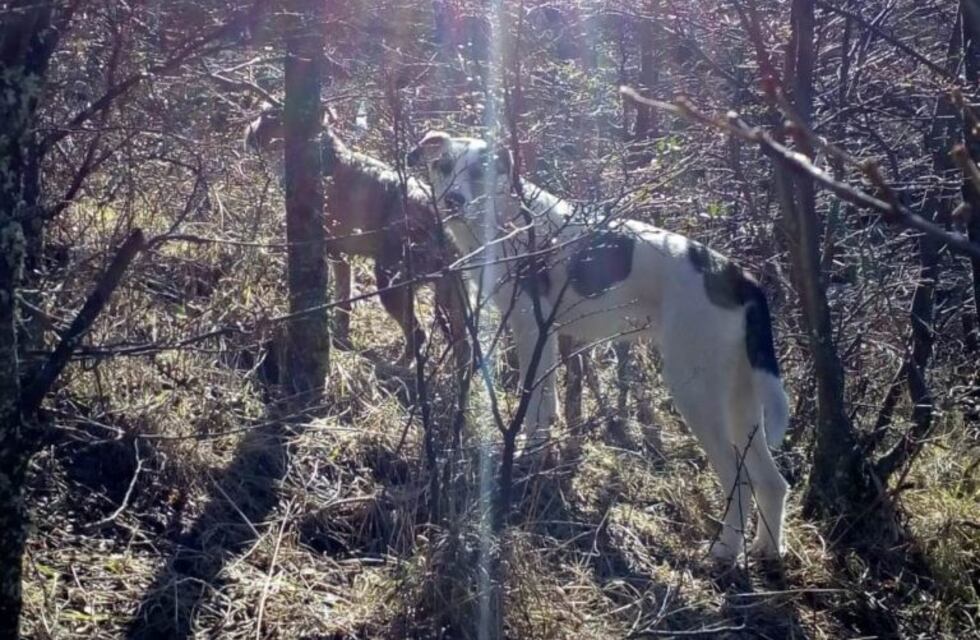 El Chaltén: se registró un nuevo ataque a huemul