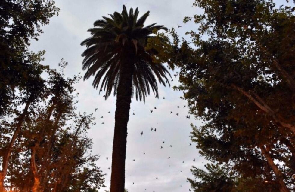 Villa Mercedes: las golondrinas que invadían una plaza emigraron
