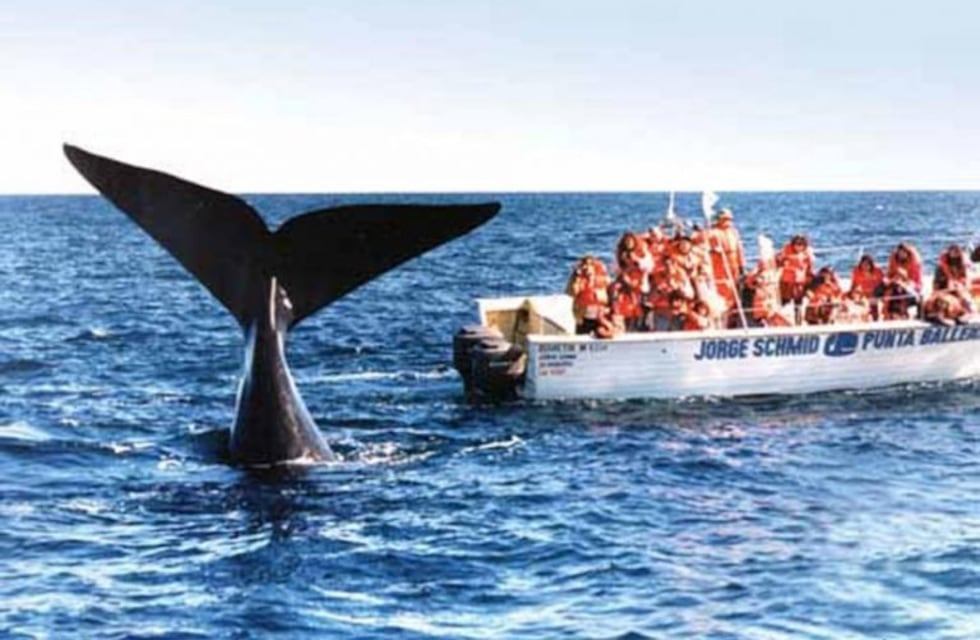 Chubut se prepara para una nueva Vigilia de pingüinos y ballenas