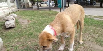 Patitas de Perros te cuenta el drama que se vive hoy con el abandono de mascotas, una realidad que duele y mucho\u002E (Patitas de Perro)