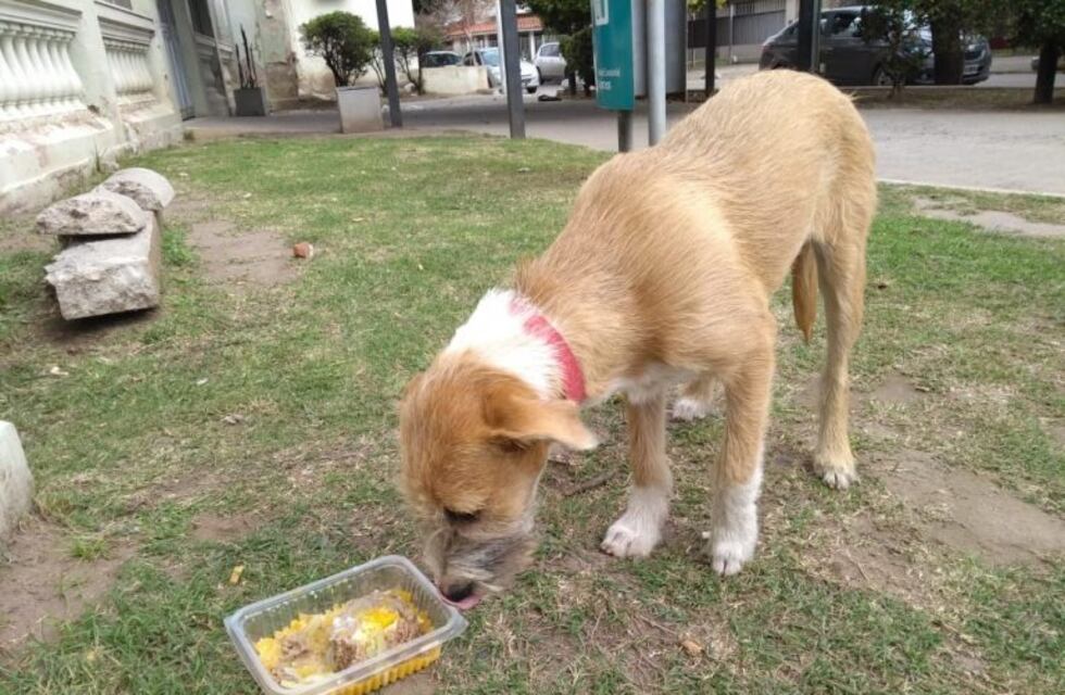 El abandono de mascotas, una realidad que no cambia
