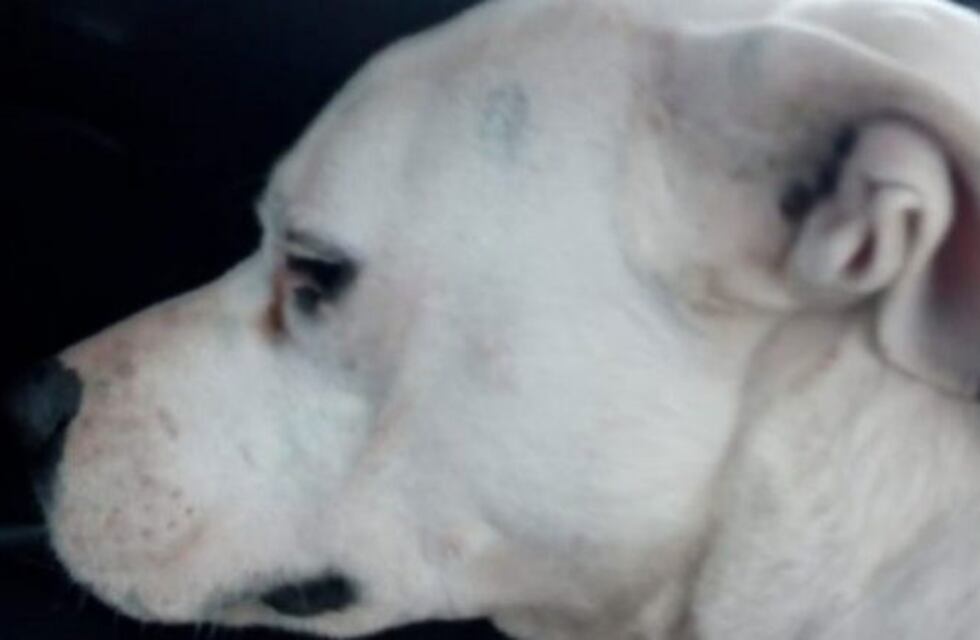 Estaba en un refugio de animales, lo adoptaron y devolvieron porque era sordo y no ladraba