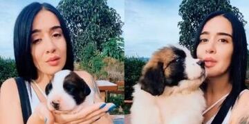 Una influencer reveló el asombroso tamaño que puede alcanzar un San Bernardo