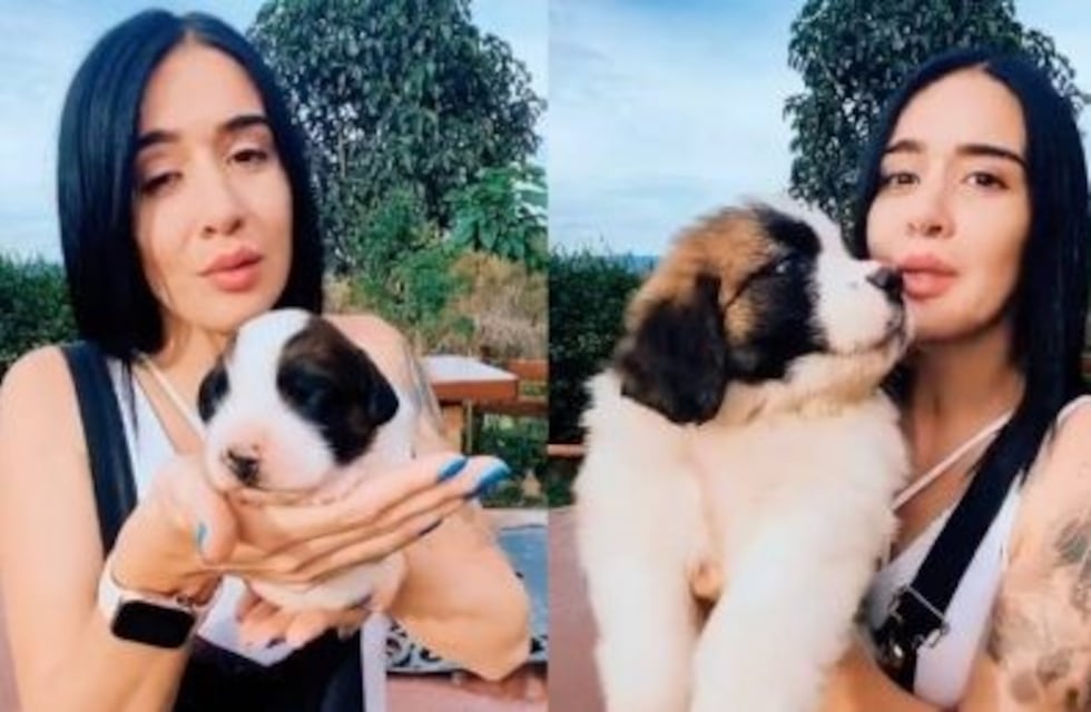 Una influencer reveló el asombroso tamaño que puede alcanzar un San Bernardo