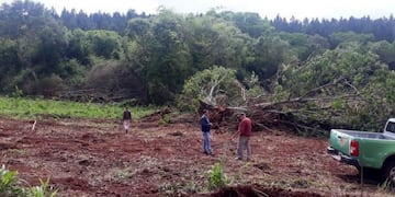 Misiones crean equipo para evitar la tala de árboles (CIMECO)