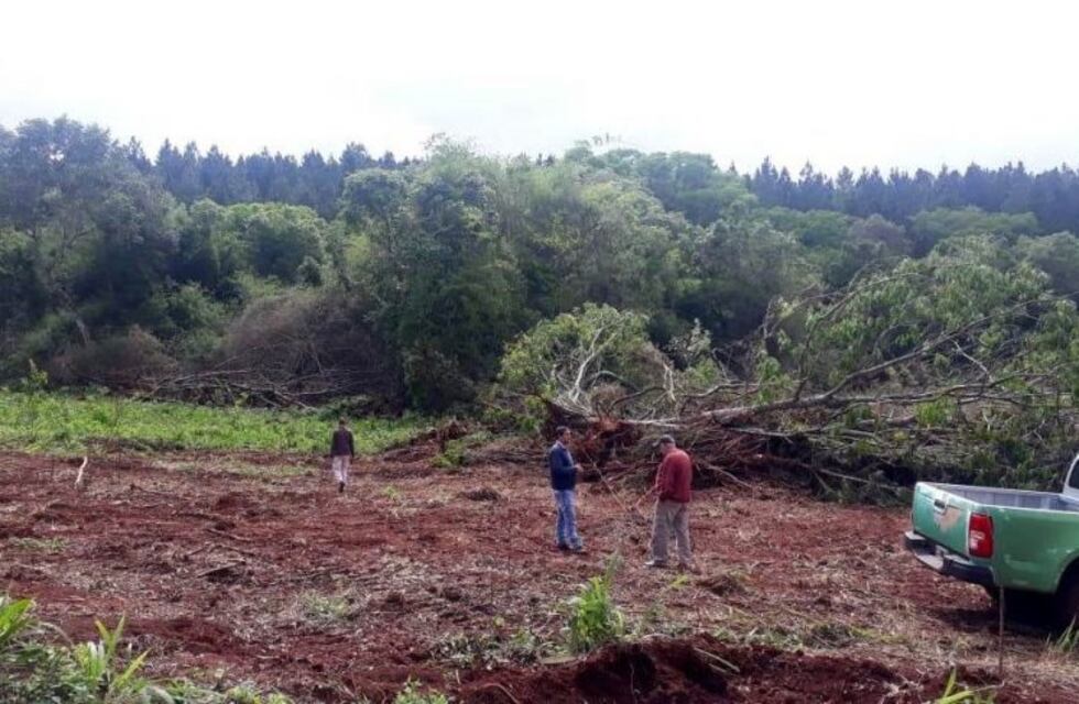 Crean equipo de inteligencia para detectar y prevenir la tala ilegal