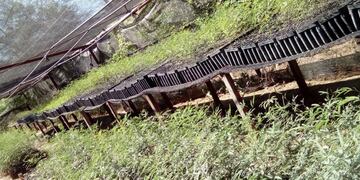 El Vivero provincial tiene por objeto producir plantines de especies forestales nativas\u002E
