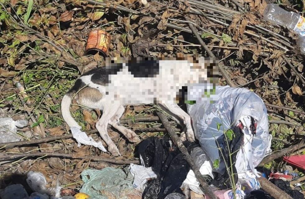 Matan perros y gatos con comida envenenada