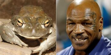 Mike Tyson fumó veneno de sapo: \