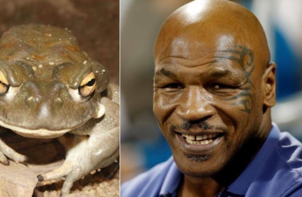 Mike Tyson fumó veneno de sapo: "Es casi como si murieras y renacieras"